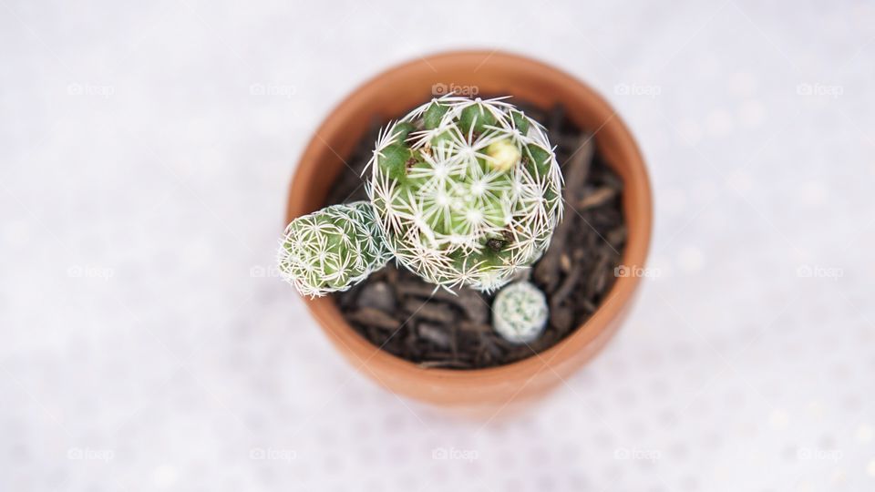 Nature, Flora, No Person, Flower, Desktop