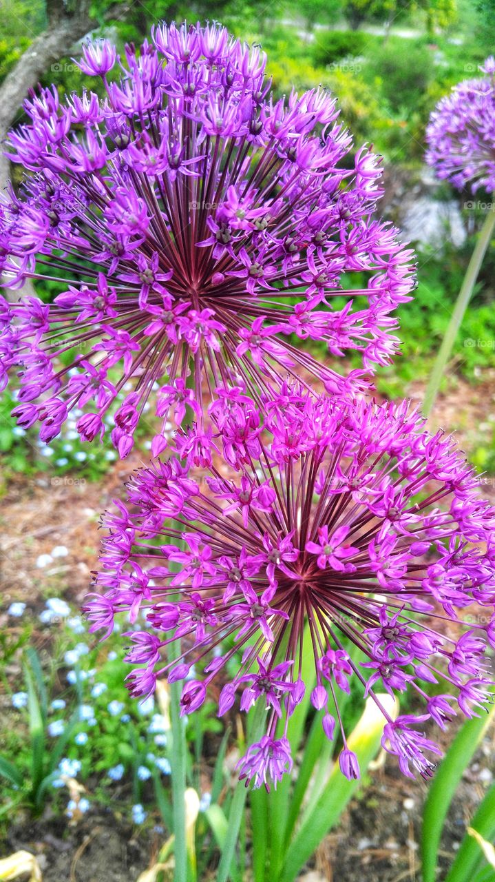 Allium