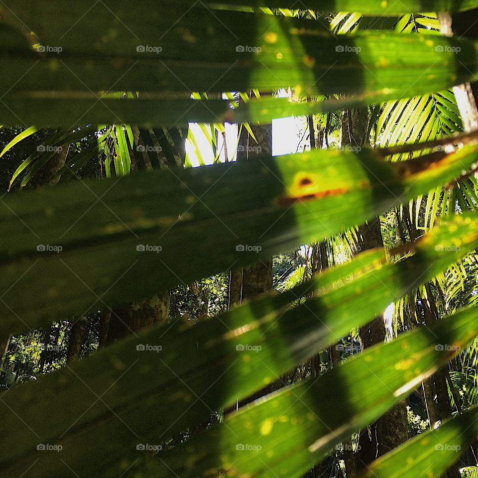 Green palm leaves 
