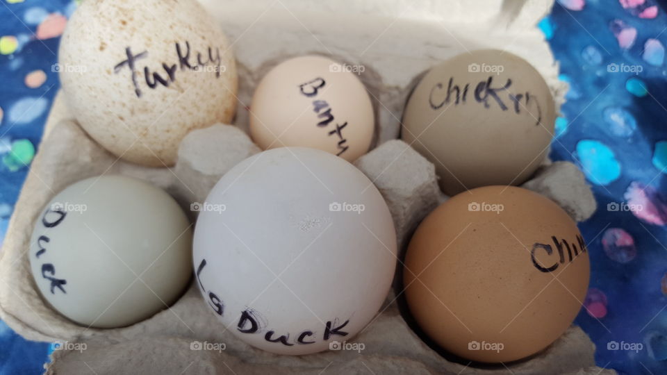 different types of eggs