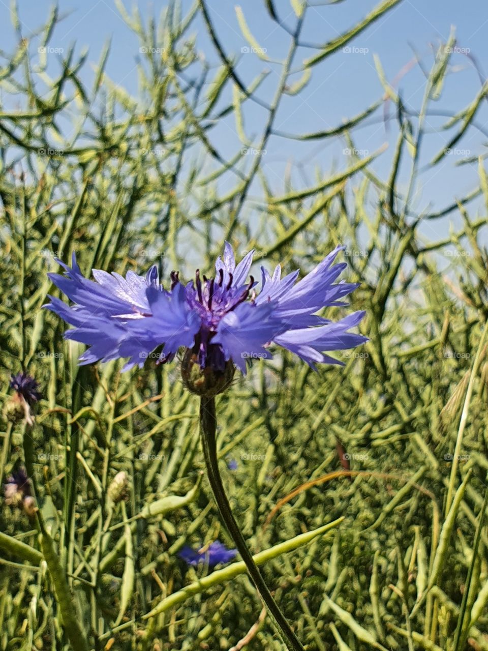 Kornblume, Corn flowers