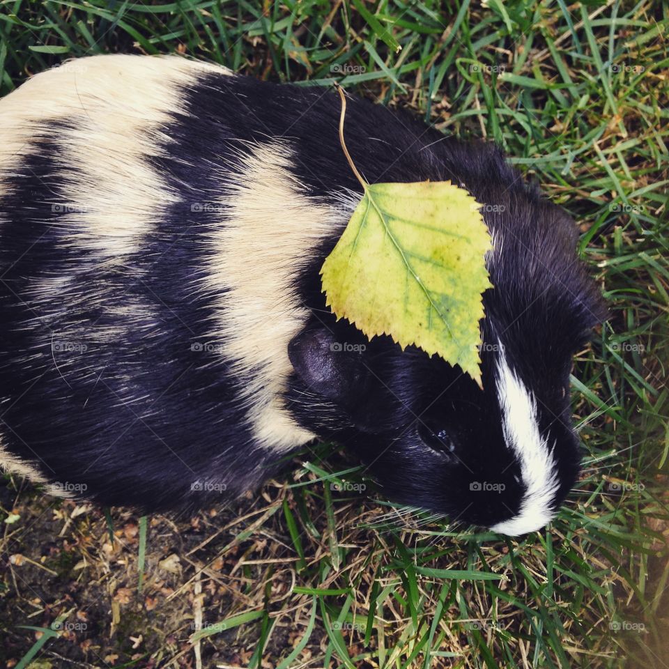 Leaf guinea pig