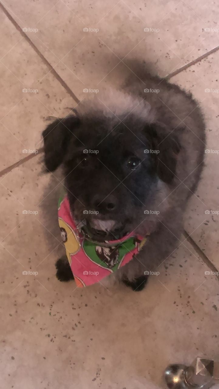 Freshly Groomed