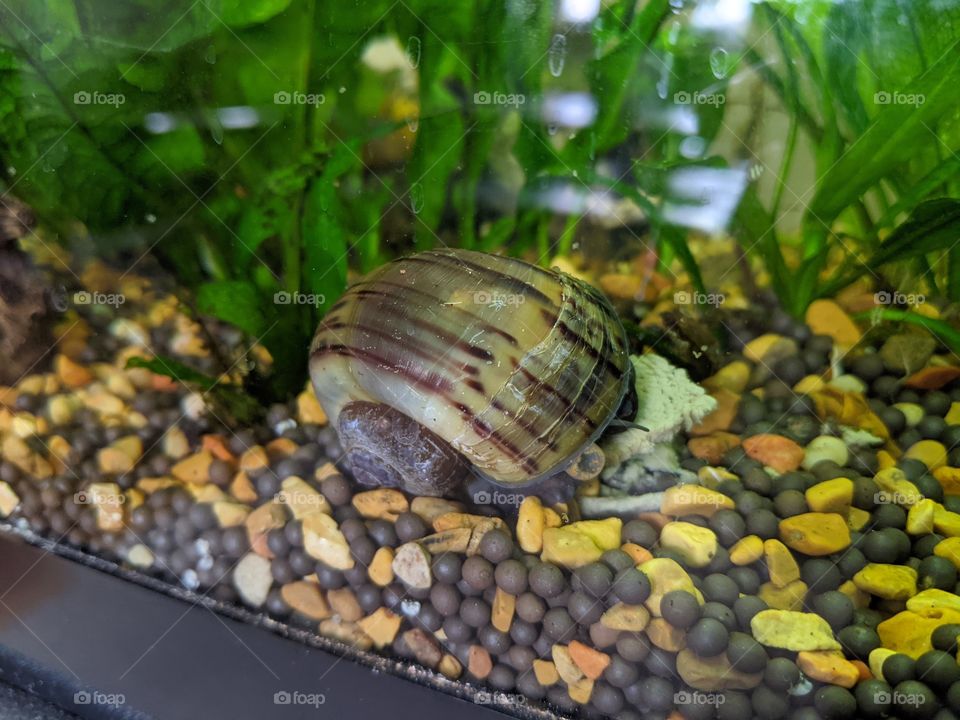 Ivory Brown Mystery Snail