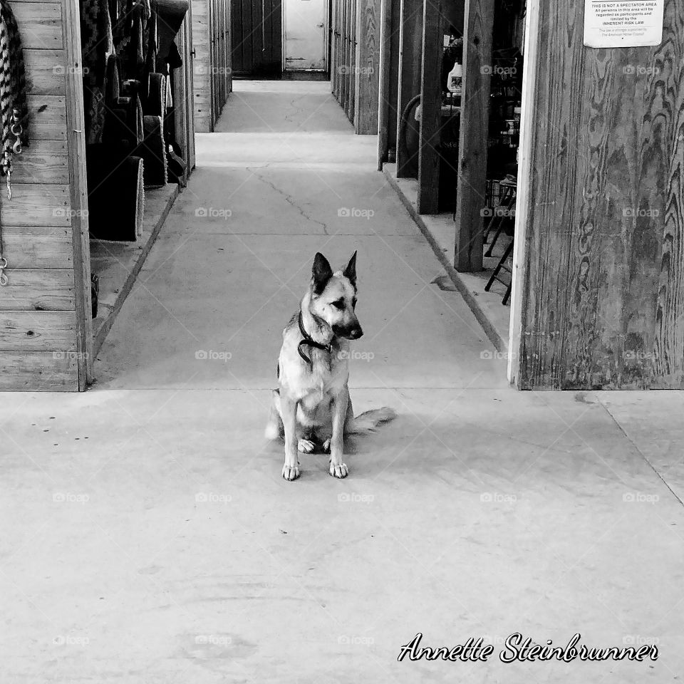 in the barnpatiently waiting for my human to come back from riding .