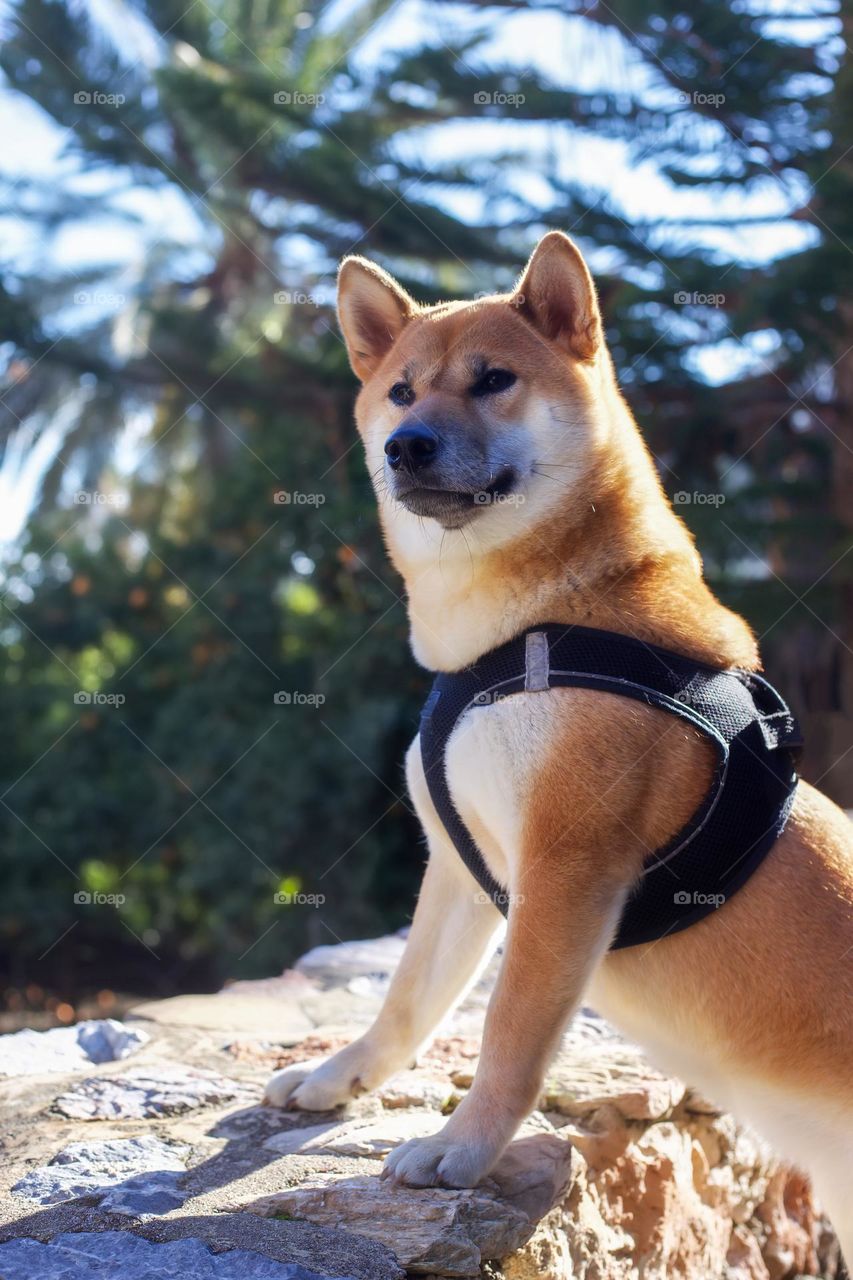 Shiba-inu