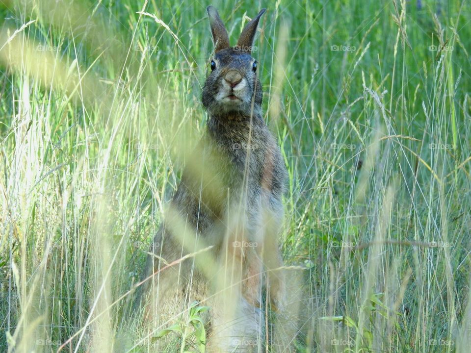 Wild rabbit on a lookout