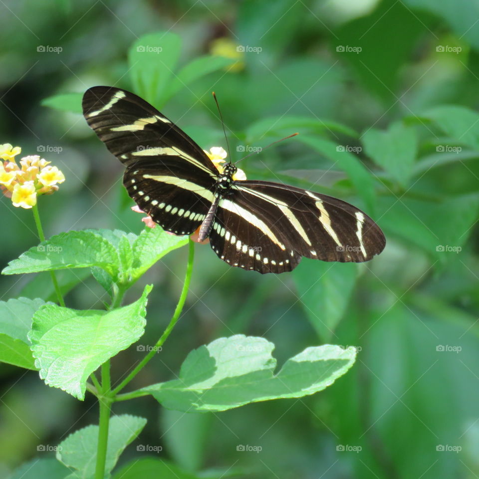 zebra longwing