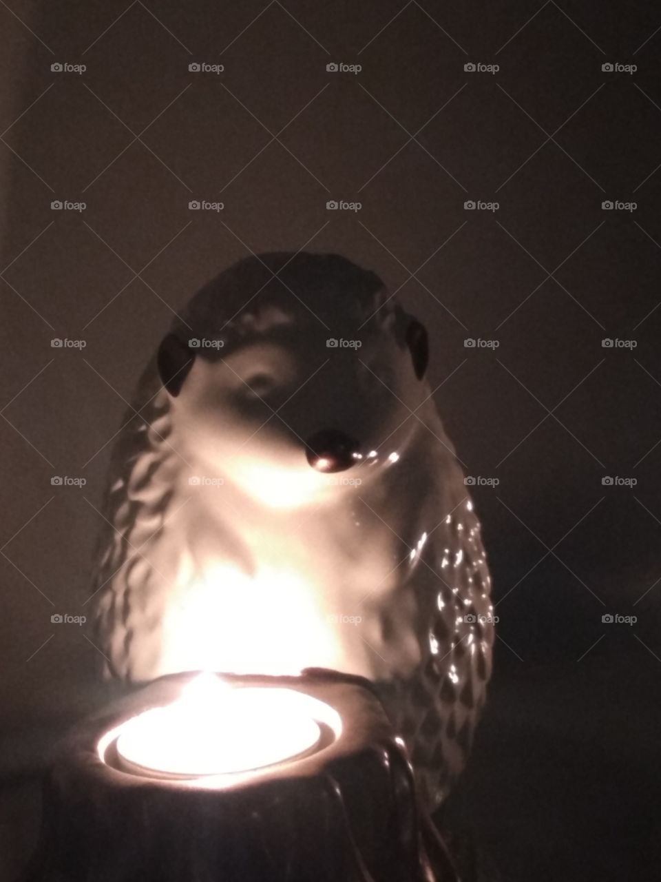 Hedgehog in Candle Light