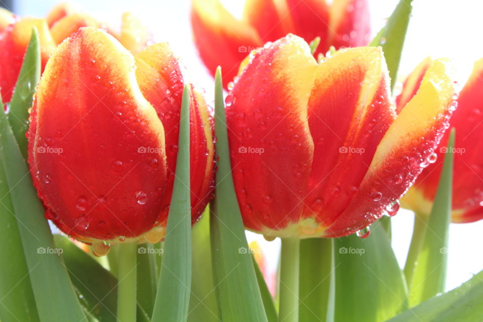 Tulips 