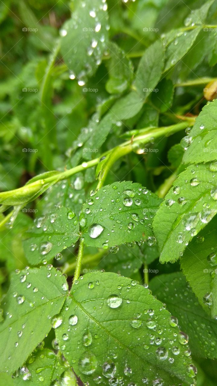 raindrops on the leaves