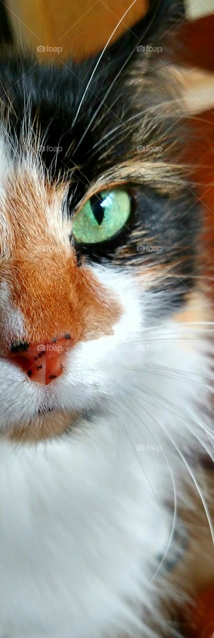 Cat's Eye. Pets can take on all sorts of different looks. Meet Miss Gracie Mae.