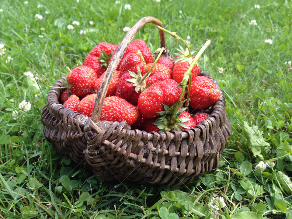 grass summer strawberry latvia by upmanis