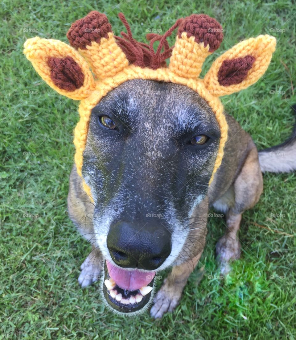 Happy silly fun dog wearing a giraffe costume 