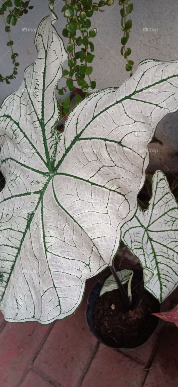 white Christmas caladium