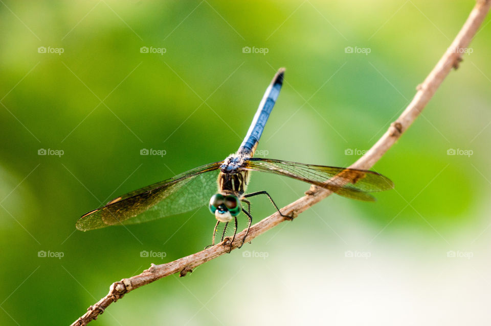 Dragonfly