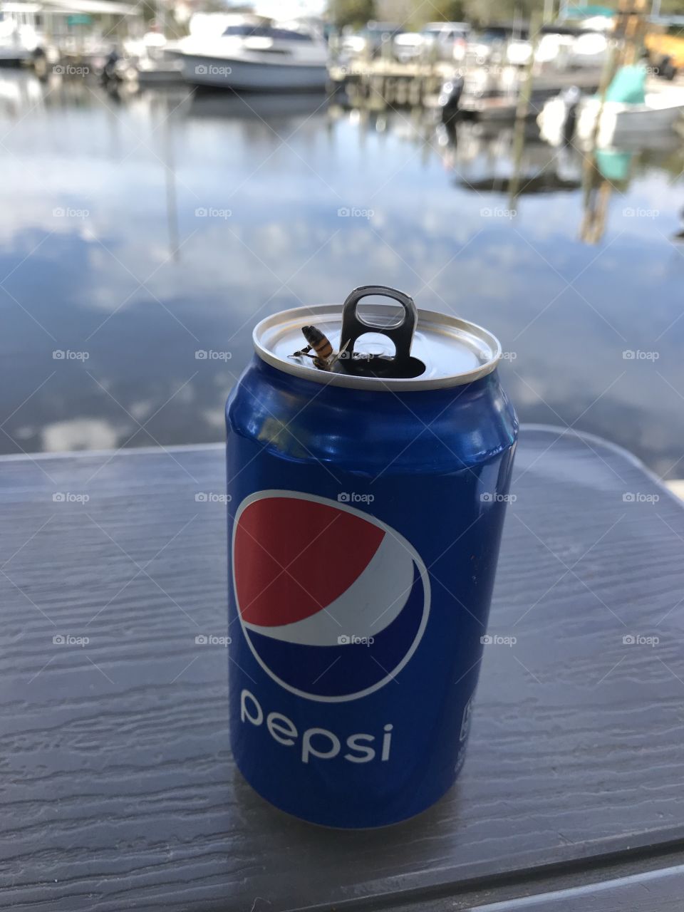 Sharing my beverage with a Honey Bee while eating lunch at a marina. 