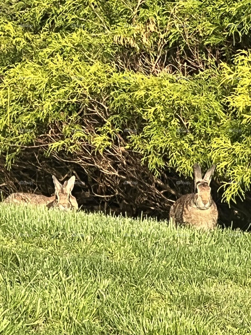 Two Bunnies 