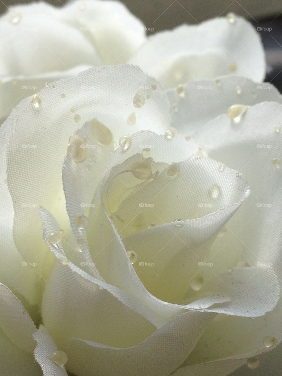 flower white blomma rose by cabday