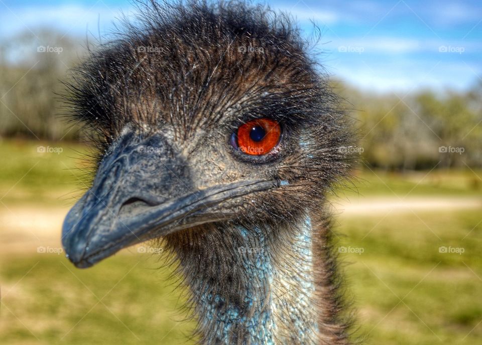Close-up of a emu