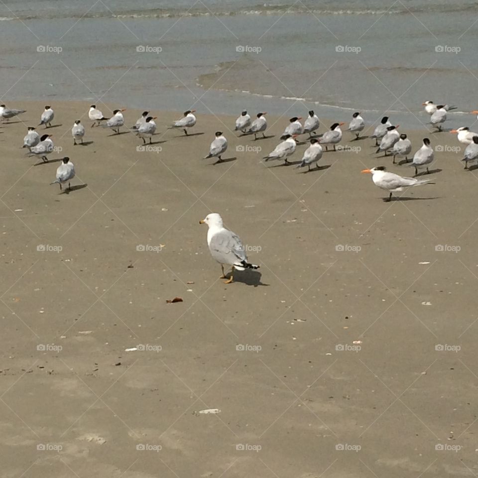 Seagull playing with birds