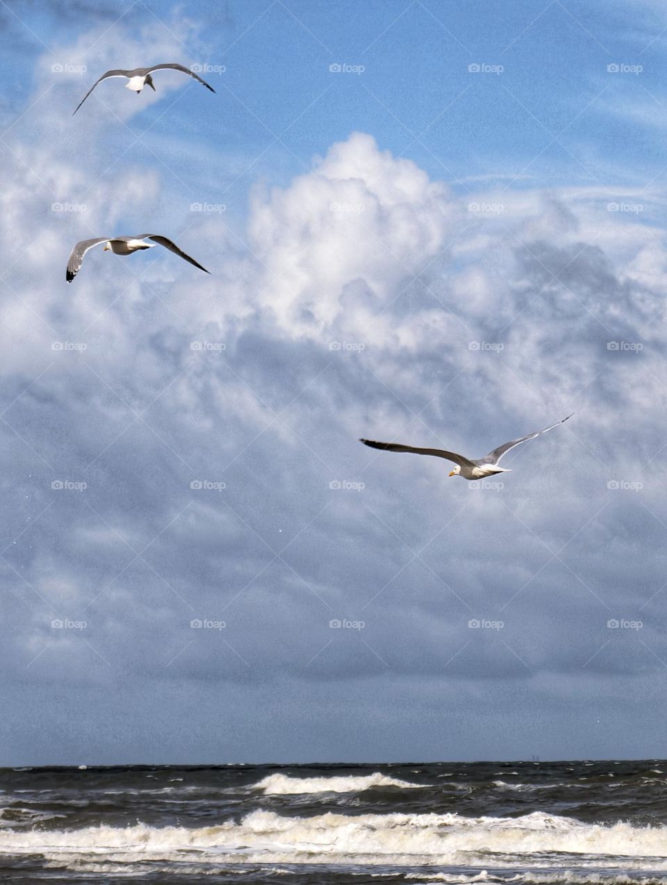 seagulls at the beach