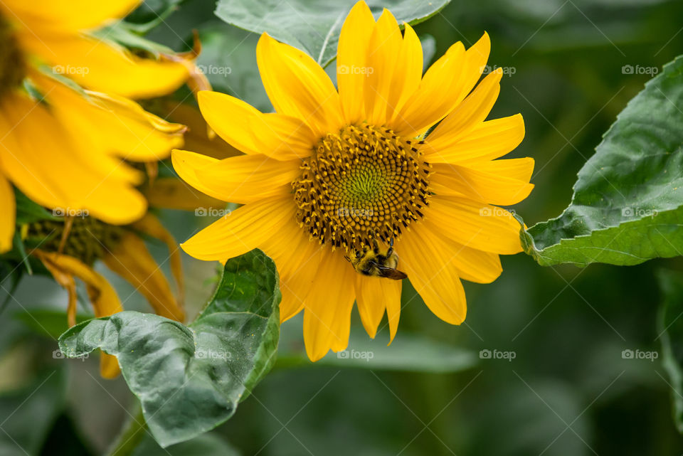 sunflowers bees and bumblebees