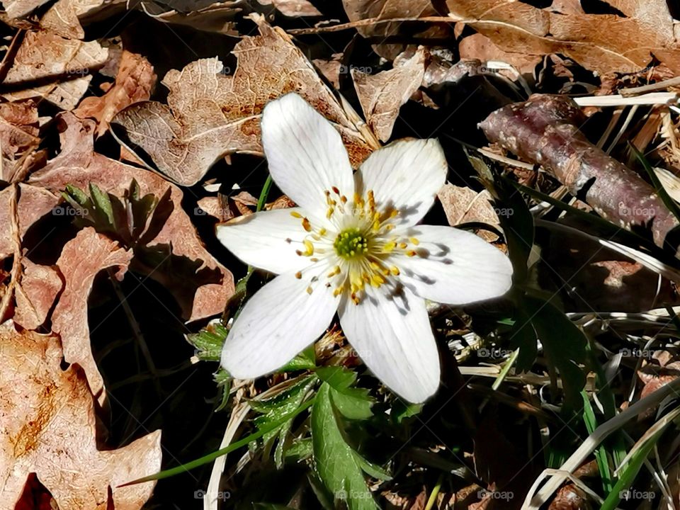 White anemone