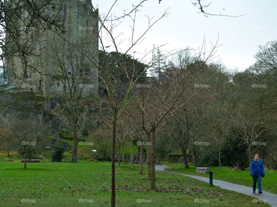 Tree, Landscape, No Person, Grass, Park