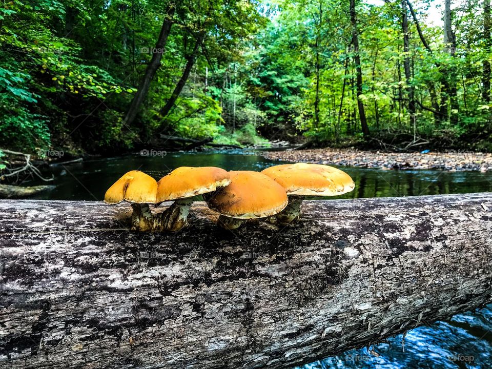 Fungi by the River 