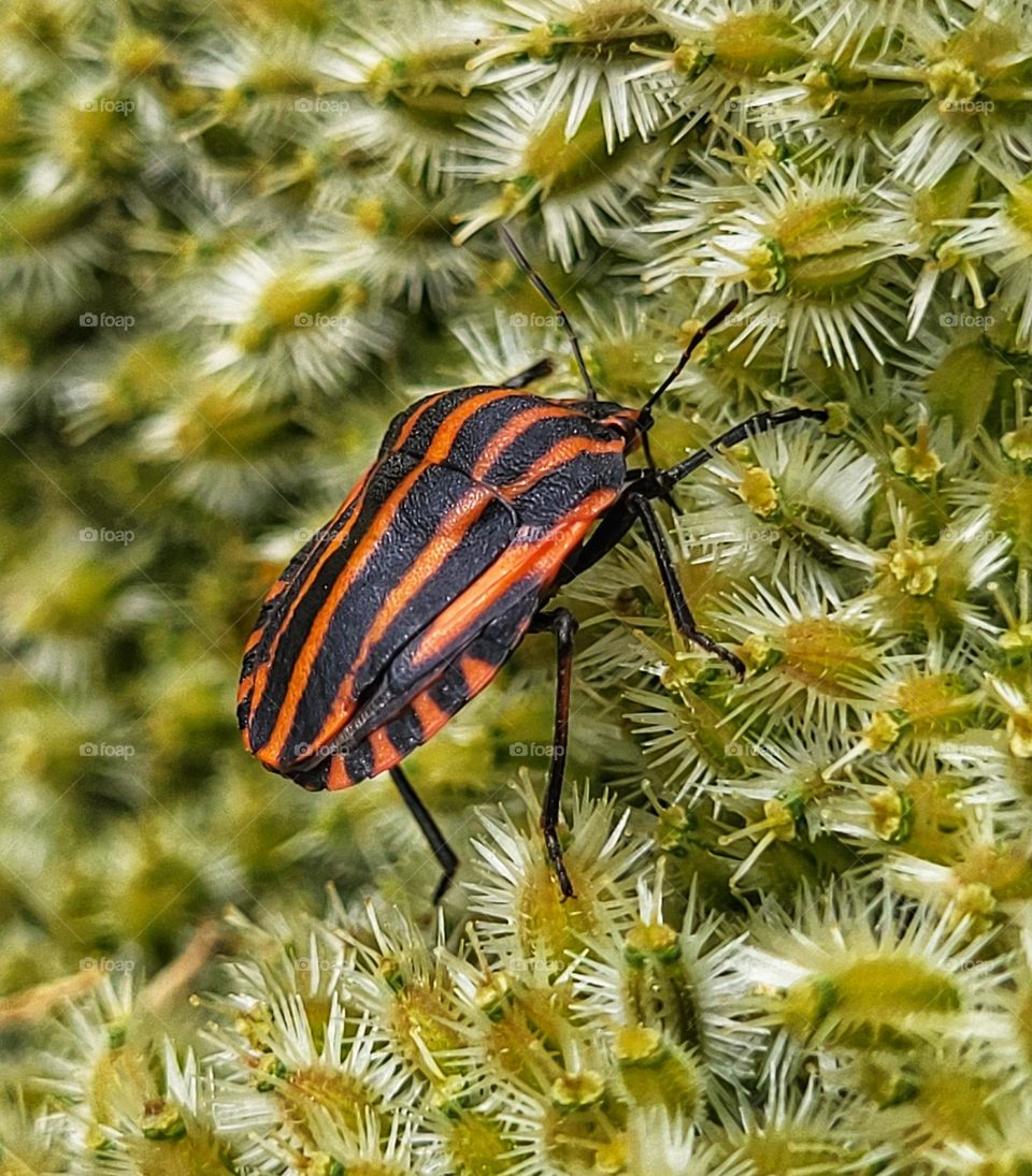 Insect love the flower