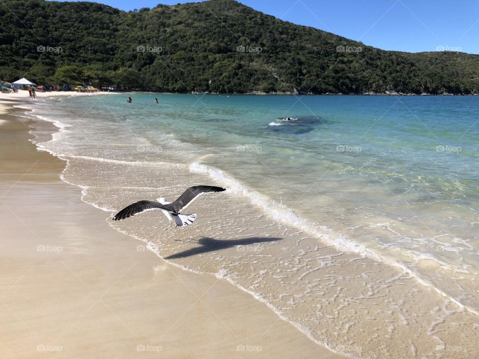 Voo da gaivota. Arraial do cabo. Brasil.