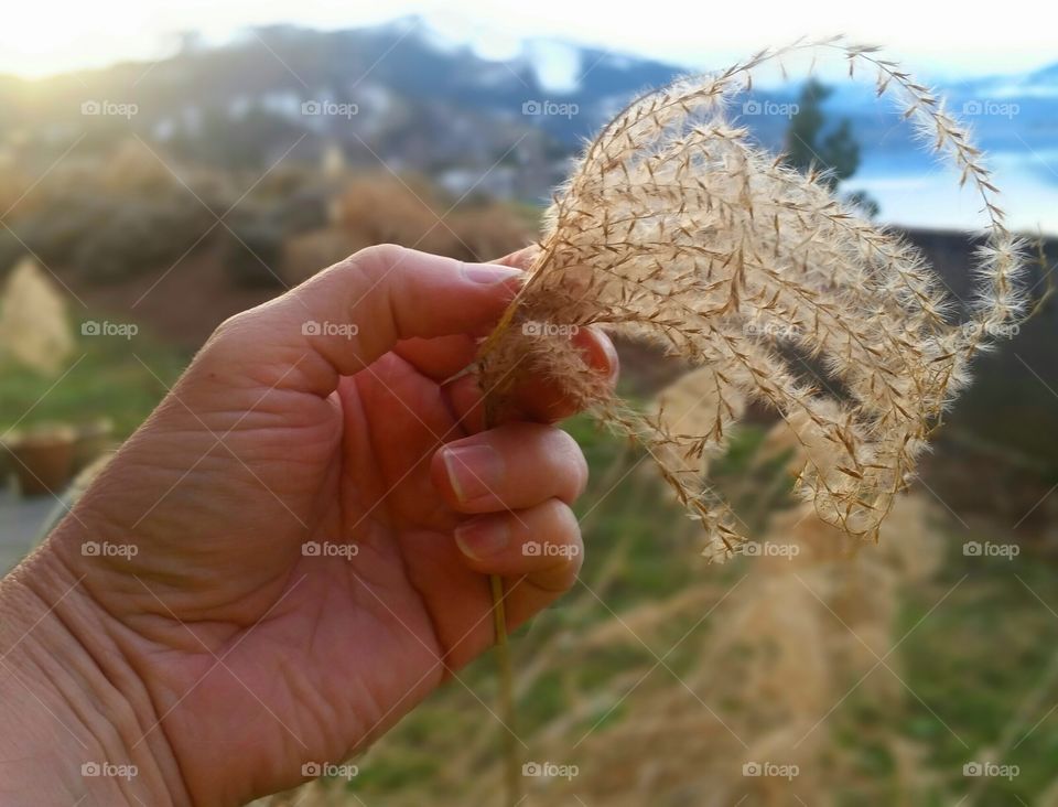 Hand holding grass