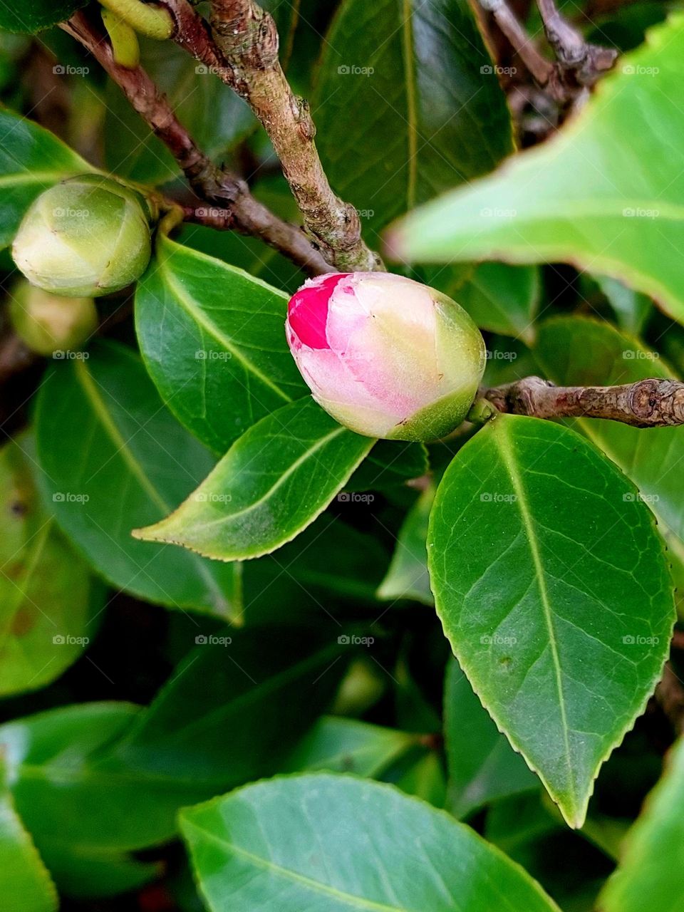Camellia bud