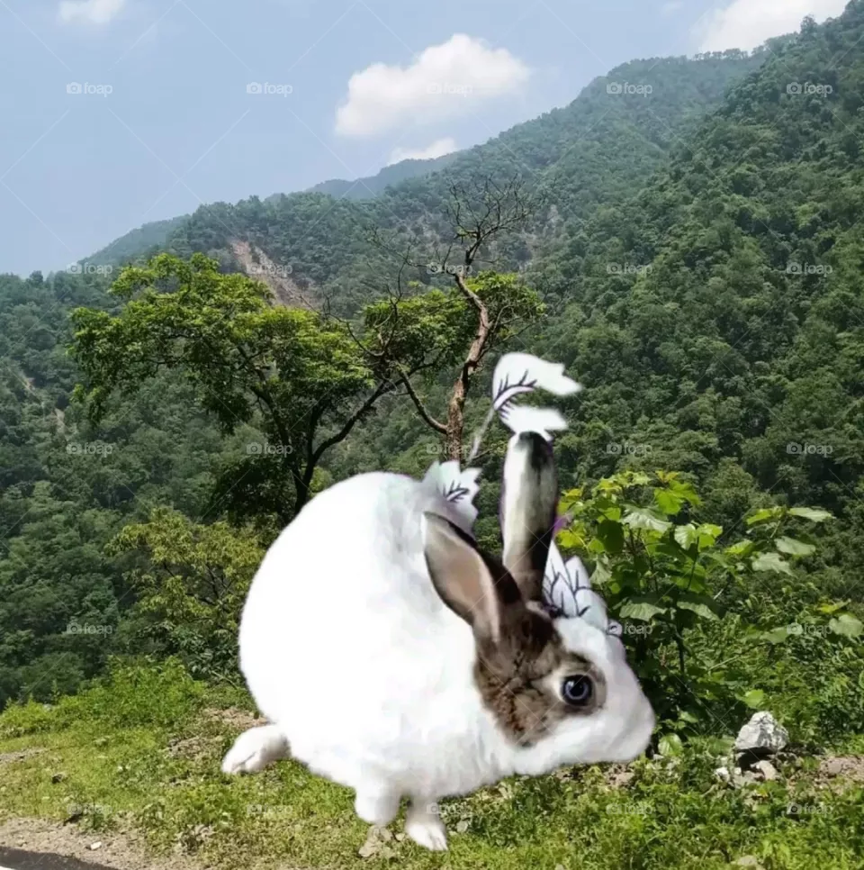 my beautiful and cute rabbit.
