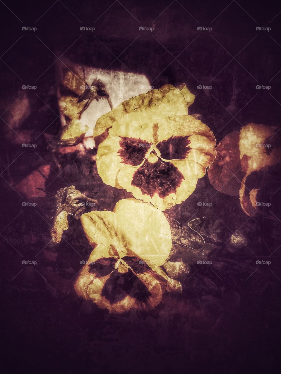 No Person, One, Painting, Invertebrate, Wear