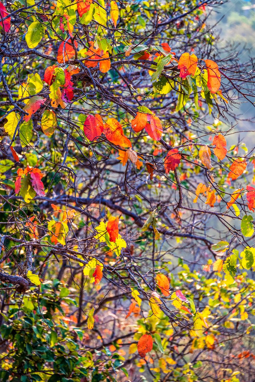 Background photo of colorful leaf in autumn season