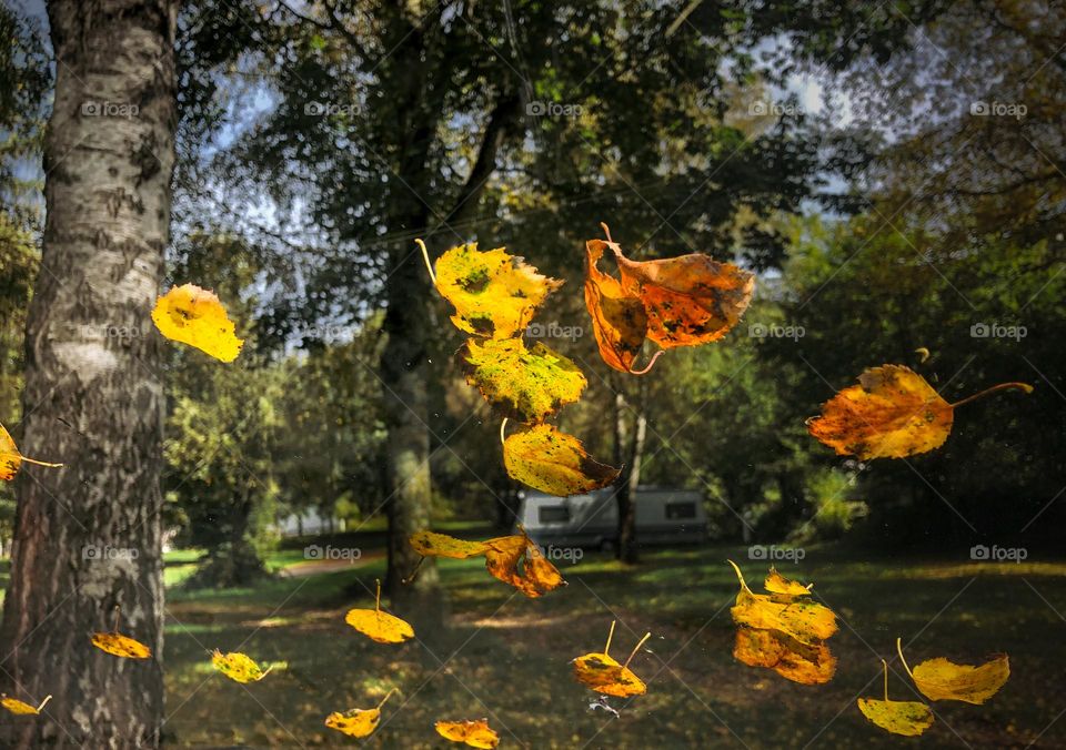 Autumn through windshield 