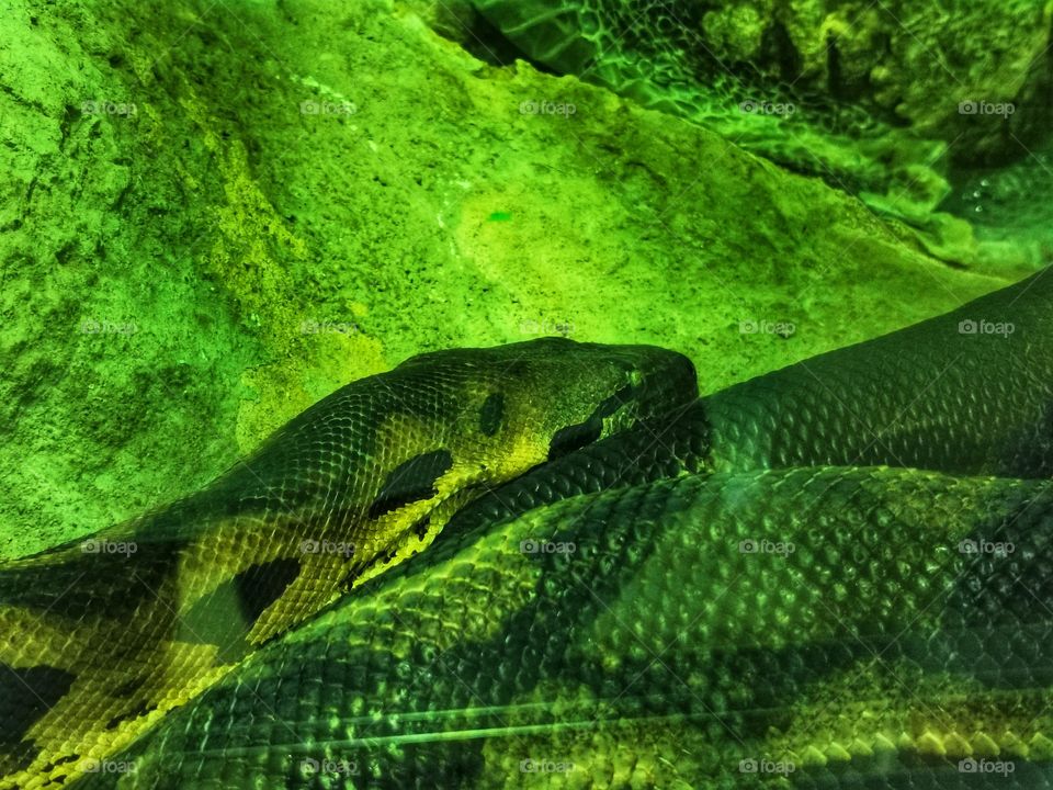 Python