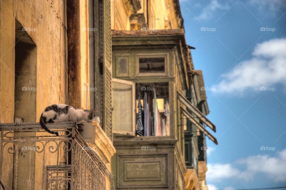 Cat on a Balcony