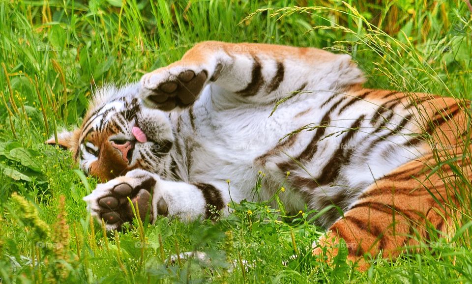 Cute tiger