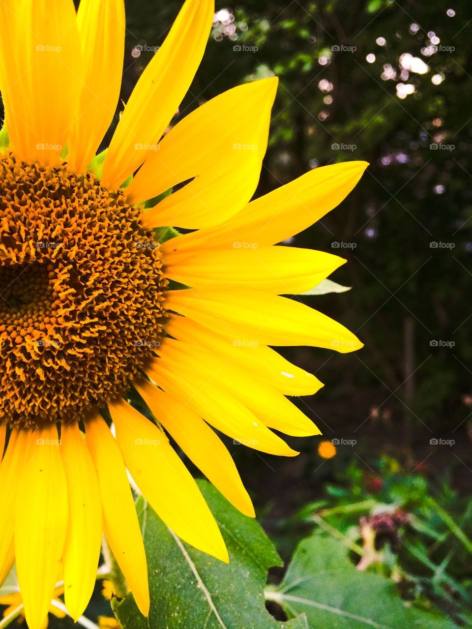 Sunflower Daze