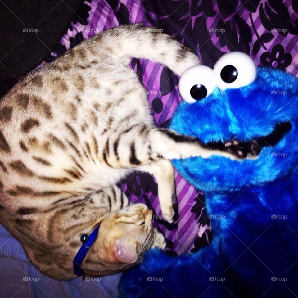 Cookie Monster got a midnight craving for bengal.