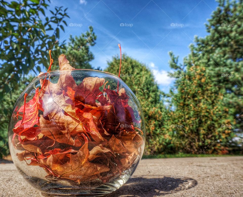 Autumn Colors. Leaves in a Bowl