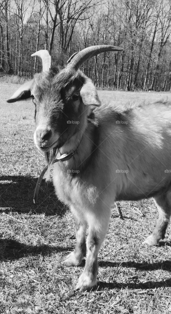 Black and white goat!