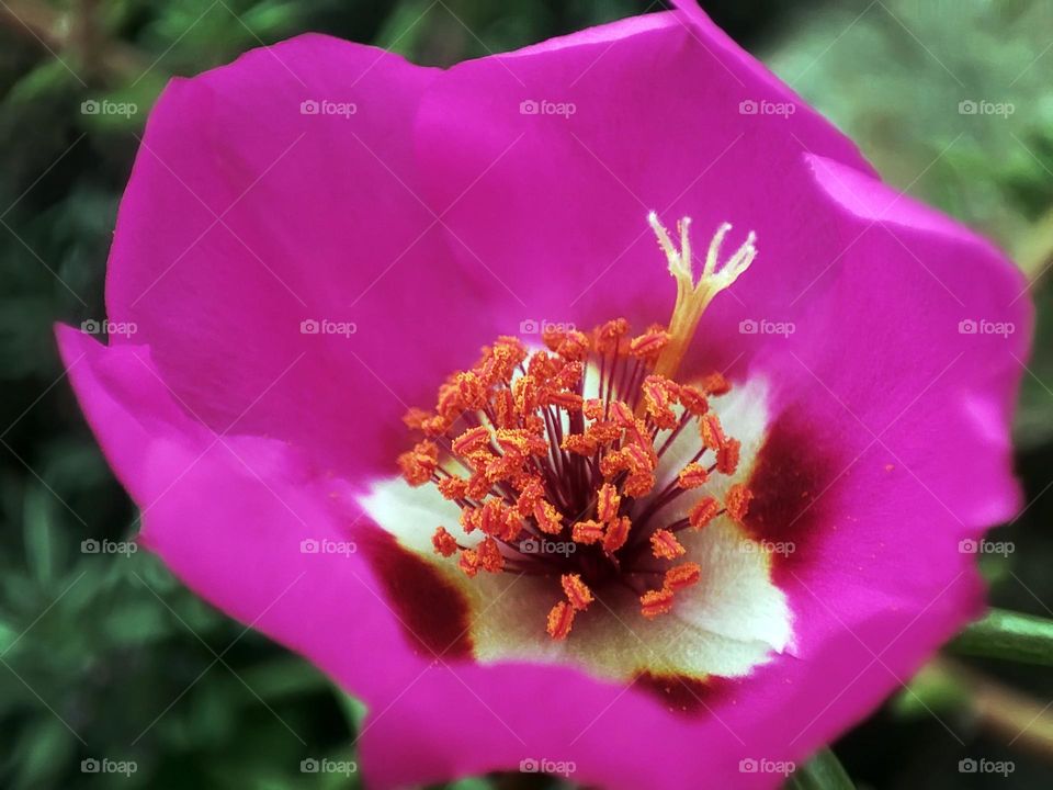Macro photo of a flower growing in the garden