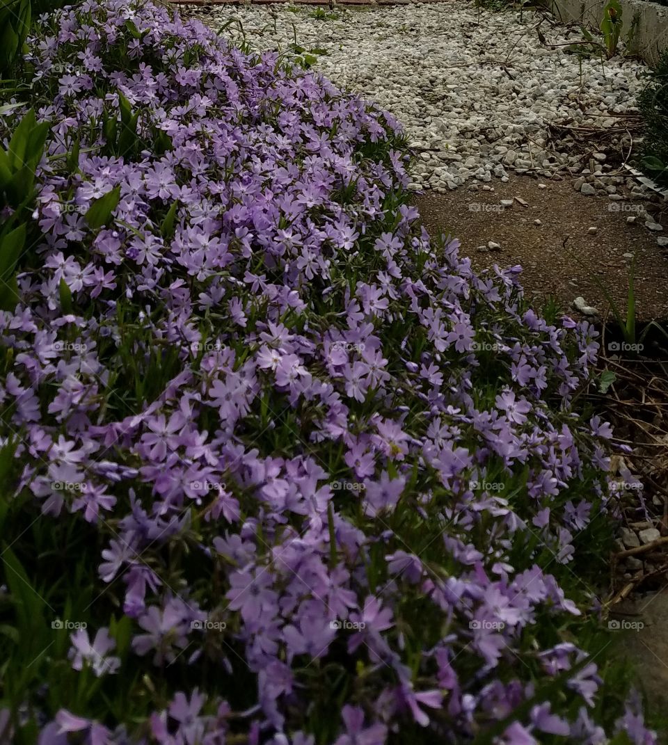 purple phlox