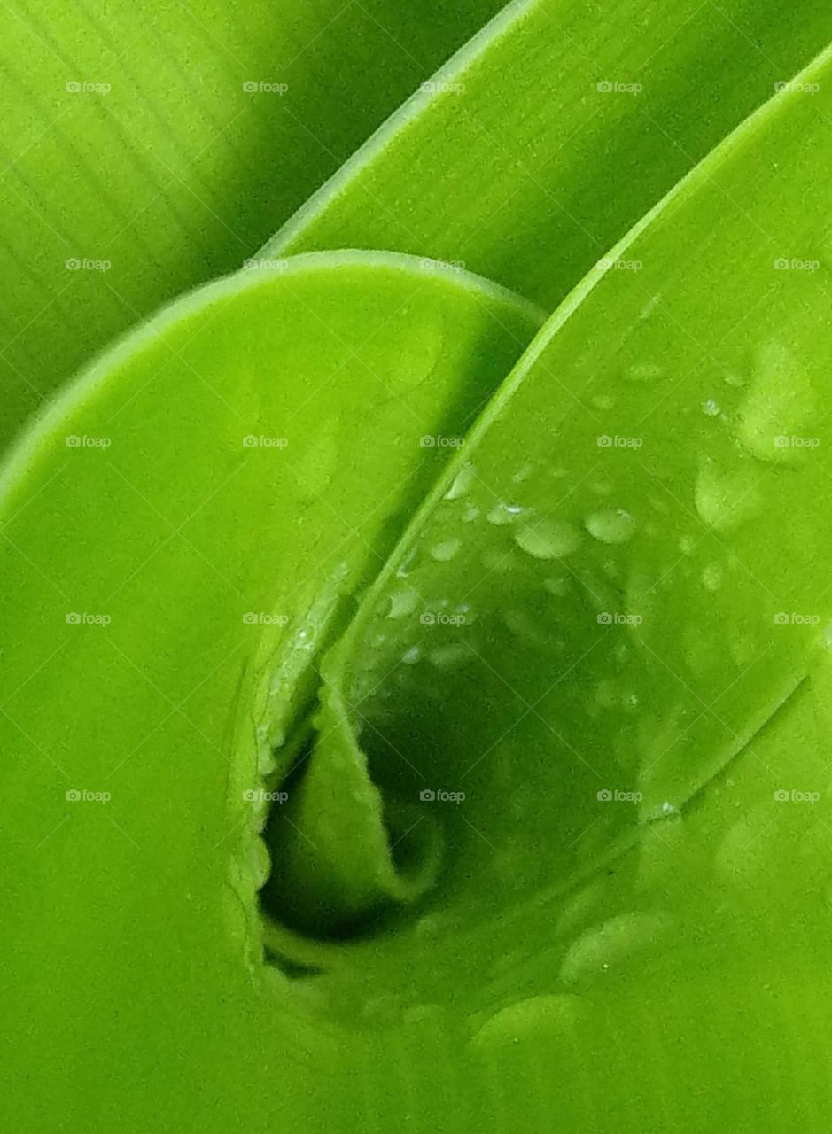 fantastic Crinum leaves. the cclose-up of fresh green color leaves with raindrops of Crinum that looks like a dream you can imaginate.