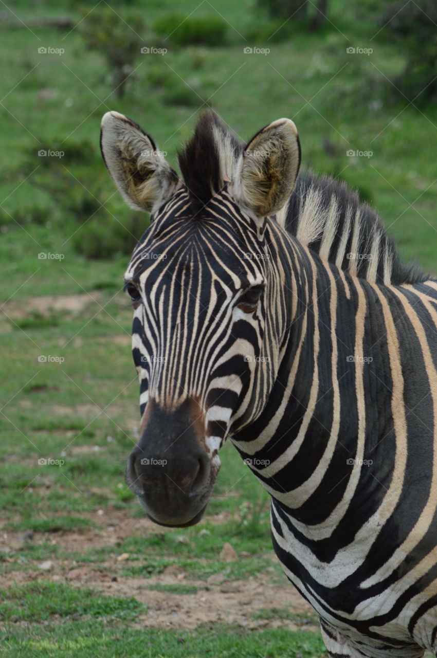 Zebra spotted on a South African safari 