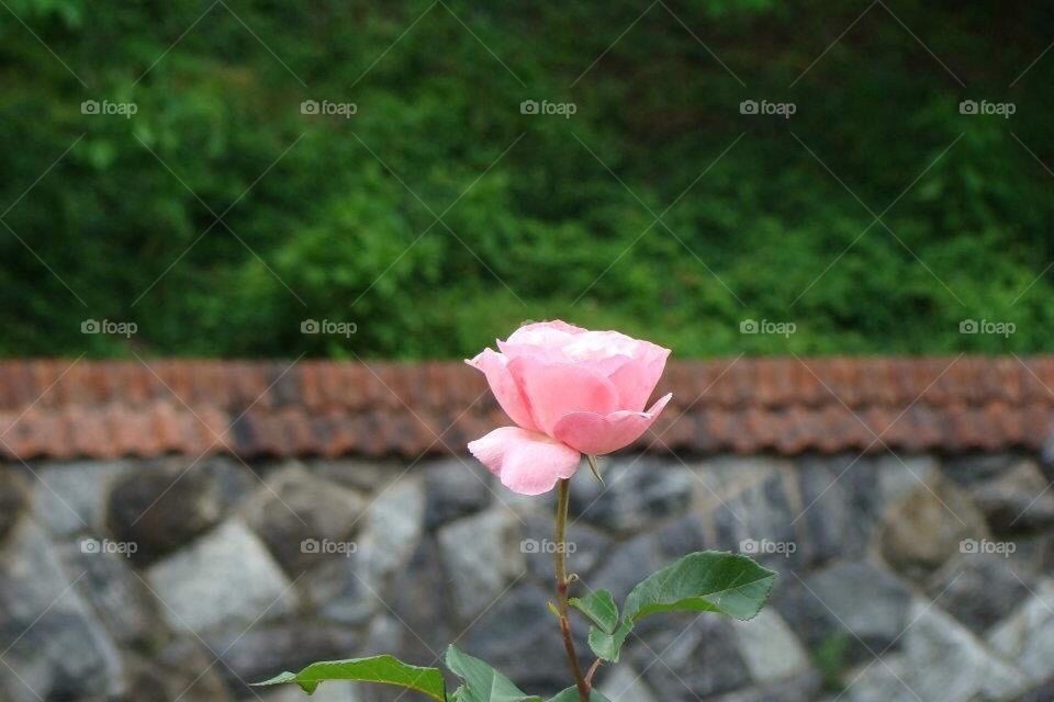 Single rose